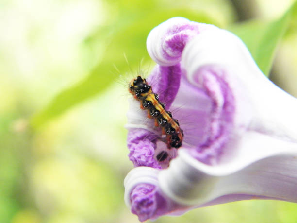 istock Eating caterpillar on plant closeup 1156841861