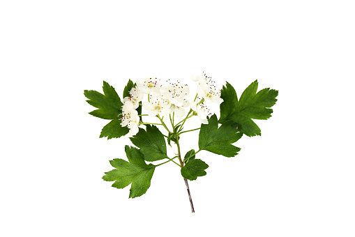 Branch of hawthorn (Crataegus monogyna) with flowers isolated on white background close up