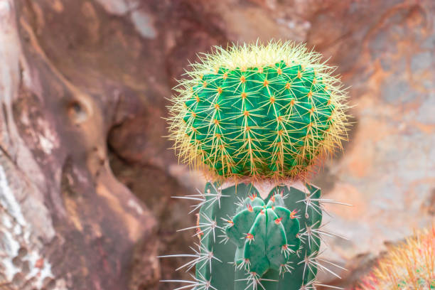 istock Green Cactus with red thorn top view on rock garden 1156843216