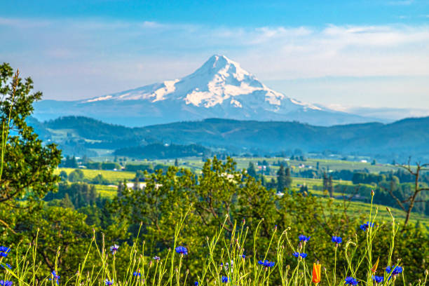 istock Clear Skies Over Mount Hood in Oregon 1156844233