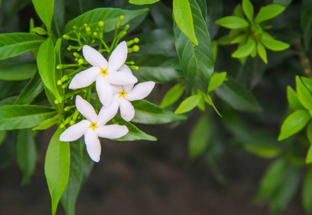 gelsomino sampaguita bianco che fiorisce con infiorescenza del bocciolo e foglie verdi vista dall'alto sullo sfondo del giardino naturale - petal bud plant agriculture foto e immagini stock