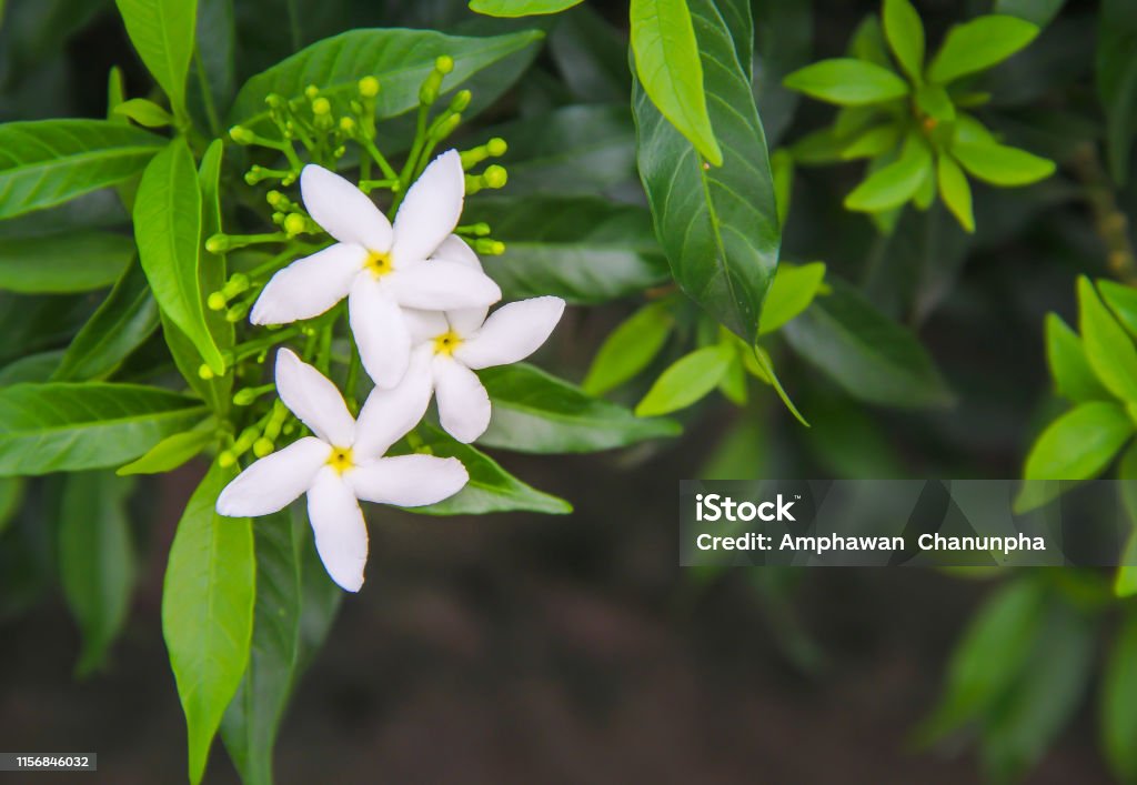 White sampaguita jasmine blooming with bud inflorescence and green leaves top view in nature garden background Jasmine Stock Photo
