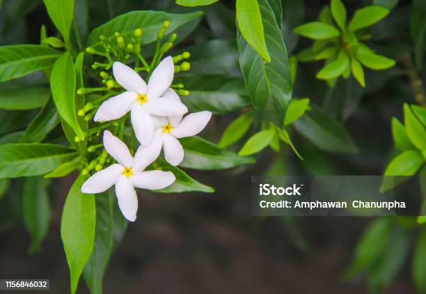 White Sampaguita Jasmine Blooming With Bud Inflorescence And Green Leaves Top View In Nature Garden Background Stock Photo - Download Image Now