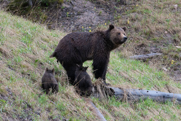 istock Grizzly bear and two cubs in the rain 1156846734