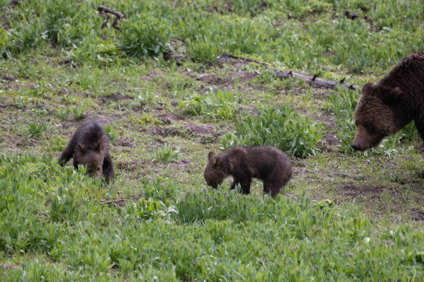 istock Grizzly bear and two cubs in the rain 1156847971