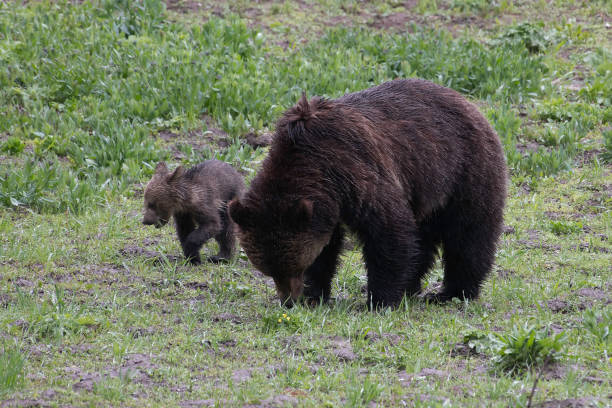 istock Grizzly bear and two cubs in the rain 1156848593
