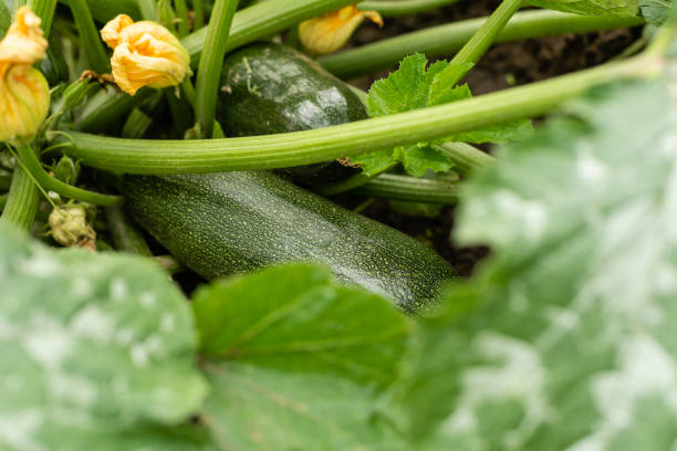 istock Green vegetable marrow growing on bush 1156848679