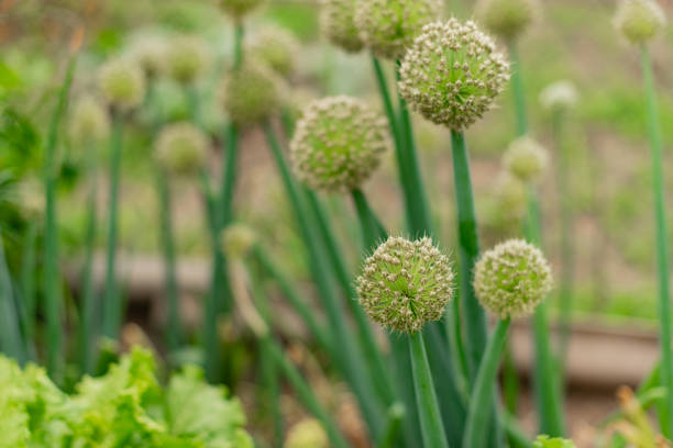 istock Closeup on the blossoms of onions growing in fields 1156848732