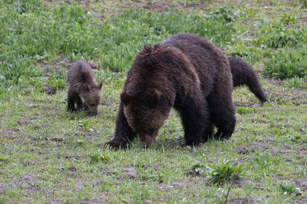 istock Grizzly bear and two cubs in the rain 1156848780