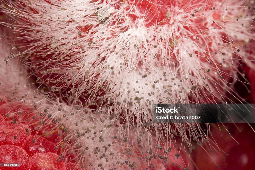 Macro Mold Macro shot fuzzy mold growing on raspberries Animal Hair Stock Photo