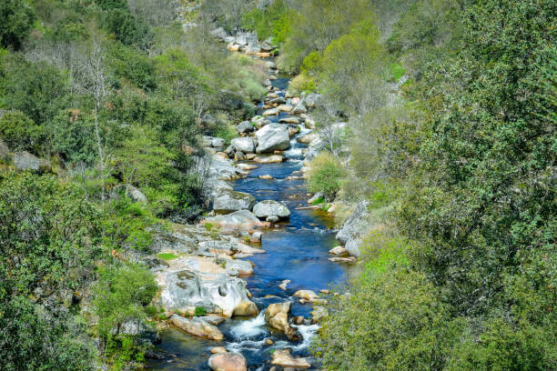 istock Mediterranean Forest cross by a river, Salamanca Spain 1156849538