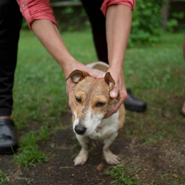 istock woman holding a naughty terrier 1156850770