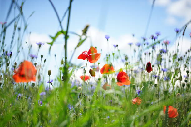 푸른 하늘 배경빨간 양귀비 꽃입니다. 벽지 - poppy field flower meadow 뉴스 사진 이미지