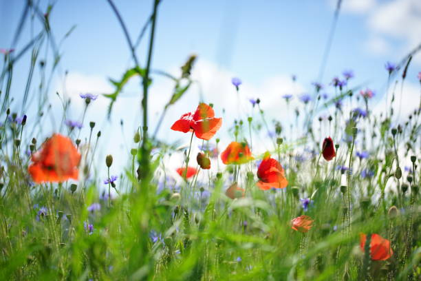 istock Red poppy flowers with blue sky background. Wallpaper 1156850871