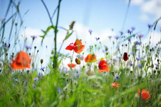 Photo of Red poppy flowers with blue sky background. Wallpaper