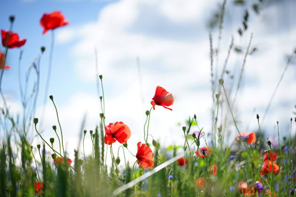 istock Red poppy flowers with blue sky background. Wallpaper 1156850967