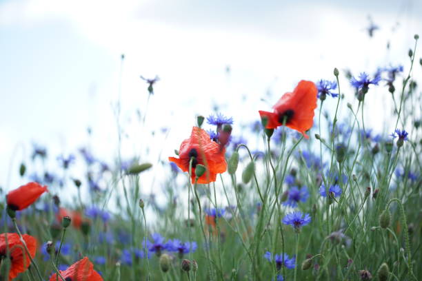Nature background