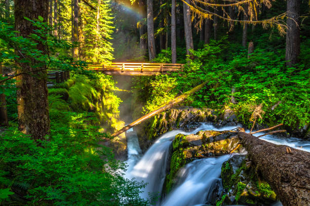 Beautiful Sunrise Hike to Sol Duc Falls in Olympic National Park in Washington stock photo