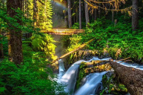 Beautiful Sunrise Hike to Sol Duc Falls in Olympic National Park in Washington