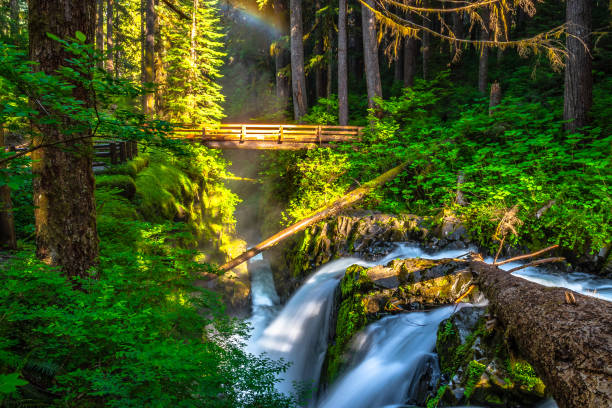 caminhada bonita do nascer do sol às quedas de solenóide duc no parque nacional olímpico em washington - olympic national park - fotografias e filmes do acervo