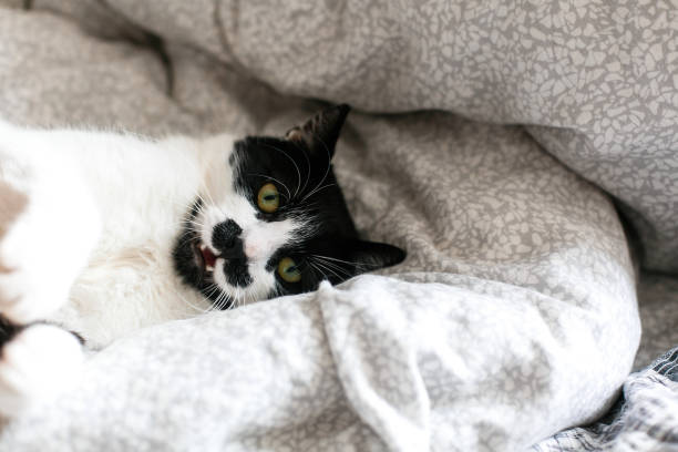 istock Cute cat with mustache lying and relaxing on bed, showing teeth. Funny black and white kitty with angry emotions resting on stylish sheets. Space for text. Fun moment 1156851884
