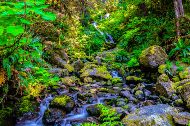 Bunch Falls in Olympic National Park in Washington stock photo