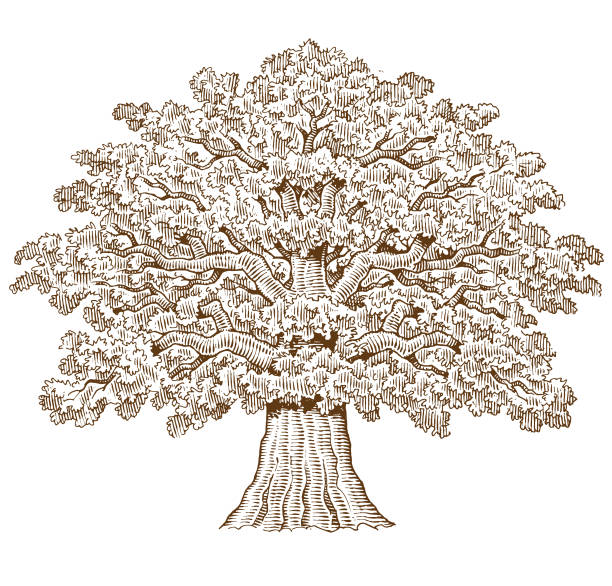 Big old oak tree illustration A pen and ink style drawing of a big old oak tree. old oak tree stock illustrations