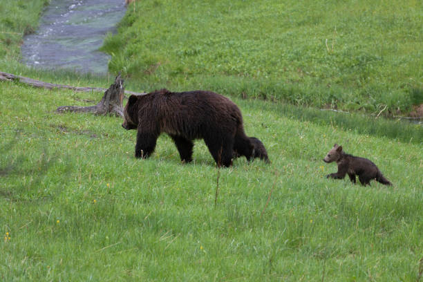 istock Grizzly bear and two cubs in the rain 1156857748