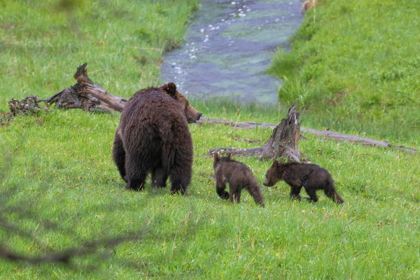 istock Grizzly bear and two cubs in the rain 1156859057