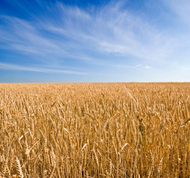 istock golden rural field 1156859790