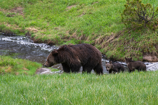 Grizzly bear mama and cubs