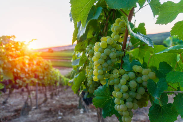 Row vine grape in champagne vineyards at montagne de reims countryside village background Row vine grape in champagne vineyards at montagne de reims countryside village background, France champagne grapes stock pictures, royalty-free photos & images