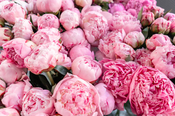istock Warehouse refrigerator, Wholesale flowers for flower shops. Pink peonies in a plastic container or bucket. Online store. Floral shop and delivery concept. 1156863647