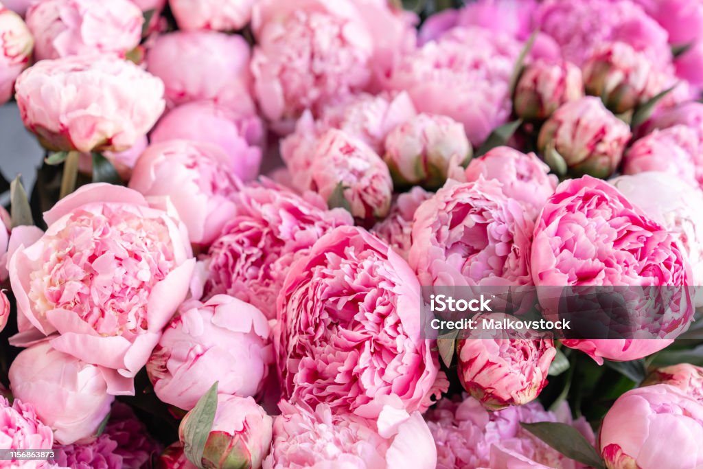 Floral Carpet Or Wallpaper Background Of Pink Peonies Morning Light In The  Room Beautiful Peony Flower For Catalog Or Online Store Floral Shop And  Delivery Concept Stock Photo - Download Image Now -