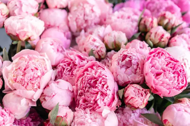 Photo of Floral carpet or Wallpaper. Background of pink peonies. Morning light in the room. Beautiful peony flower for catalog or online store. Floral shop and delivery concept .