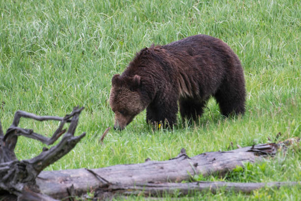 istock Grizzly bear and two cubs in the rain 1156863892