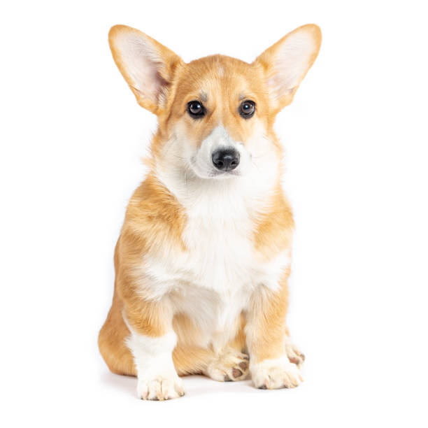 istock Pembroke Welsh Corgi puppy 1156863932