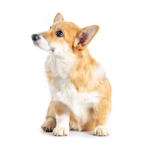 istock Pembroke Welsh Corgi puppy 1156863948