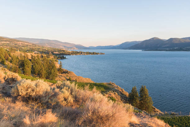 오카나간 호수와 산을 바라보며 햇빛을 비추는 언덕 - okanagan penticton lake okanagan lake 뉴스 사진 이미지