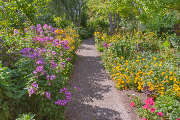 istock Garden path lined with bright pink and yellow flowers in summer 1156864141