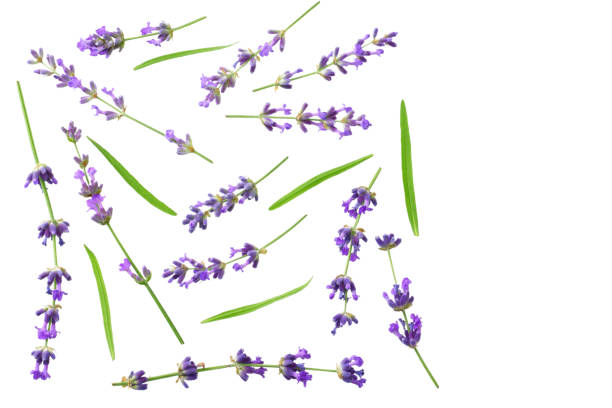 istock lavender flowers isolated on white background. top view 1156867156