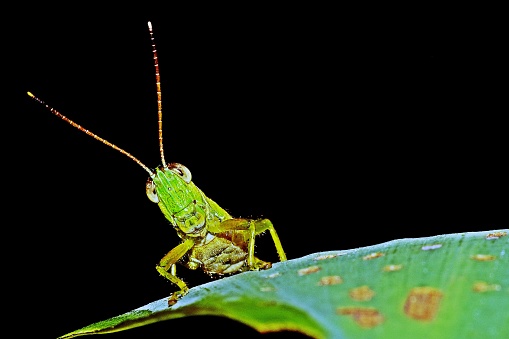 Grasshopper on leaf - background template.