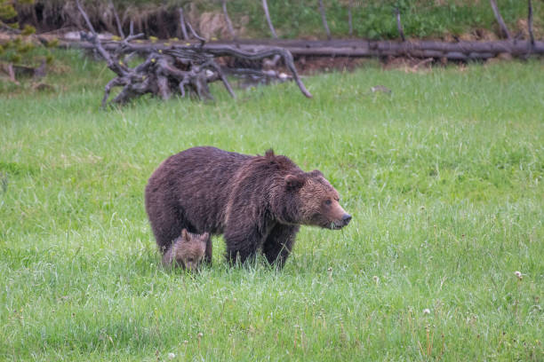 istock Grizzly bear and two cubs in the rain 1156867980