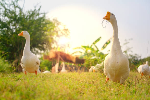 istock White ducks walk in the garden. 1156873243