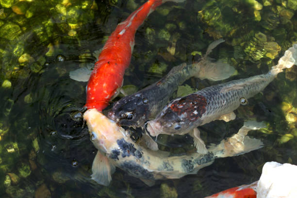 istock orange Carp koi swimming in water 1156873720
