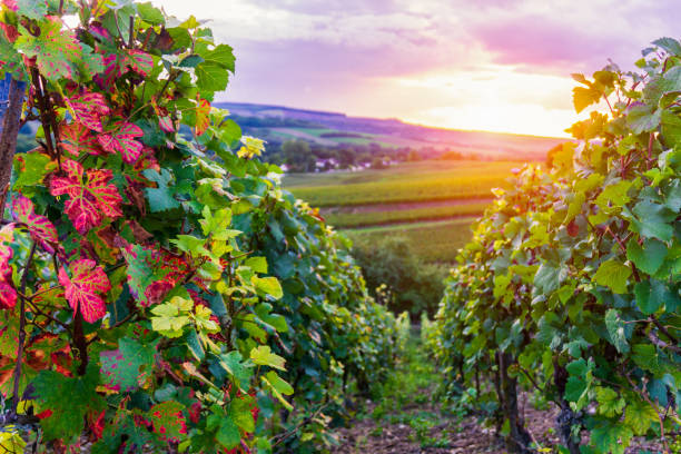 row vine grape in champagne vineyards at montagne de reims countryside village background - montagne sol imagens e fotografias de stock