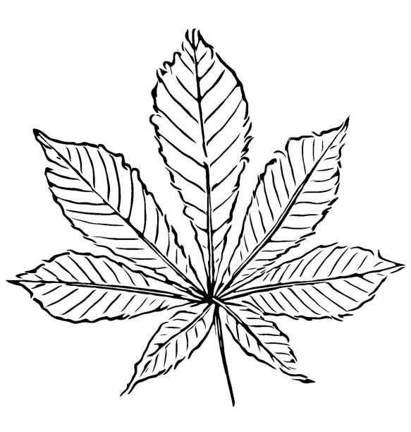 illustrations, cliparts, dessins animés et icônes de aesculus hippocastanum , châtaignier ou conker arbre feuille - chestnut tree leaf tree white background