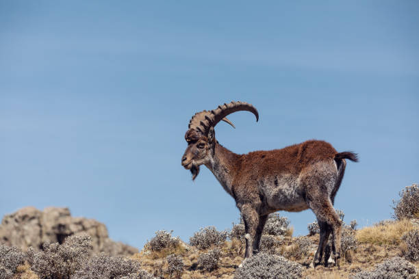 istock rare Walia ibex in Simien Mountains Ethiopia 1156876376