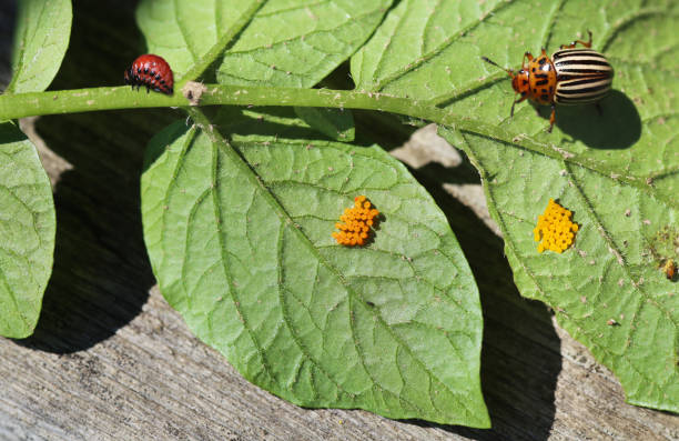 Colorado beetle with larva and eggs