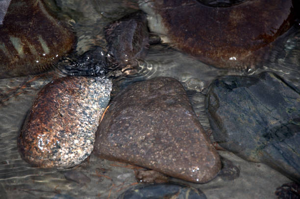 istock A stone by the river close up, snapshot at dusk. Close-up. 1156876443